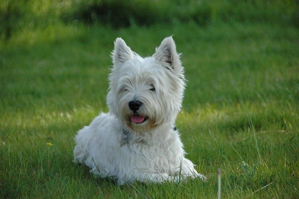 Do Westies Have Hair Or Fur
